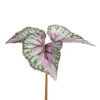 Variegated Begonia Bundle, 2 Size Options By Park Hill Collection