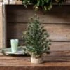 18" Spruce Seedling Tree By Porch View Home