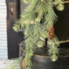 Black Valley Hanging Pine Vine, 30"