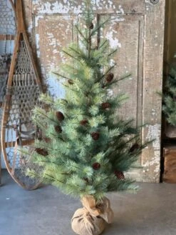 4' Whitley Pine Tree (Pick Up Only)