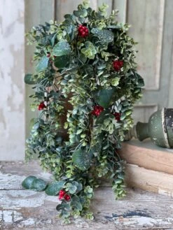 Harlequin Eucalyptus Hanging Bush, 31"