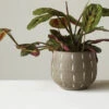 Terra-cotta Planter, Glazed With Debossed Lines